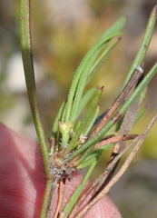 Centella graminifolia