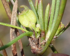 Centella graminifolia