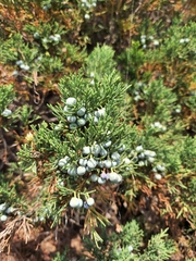 Juniperus sabina