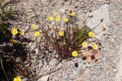 Ursinia rigidula