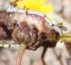 Ursinia rigidula