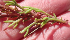 Ursinia rigidula