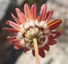 Ursinia rigidula