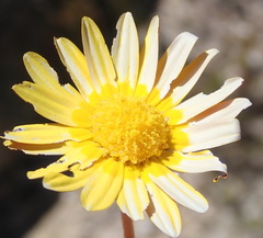 Ursinia rigidula