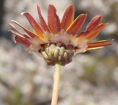 Ursinia rigidula