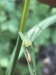 Bromus richardsonii