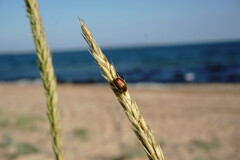 Anisopliina