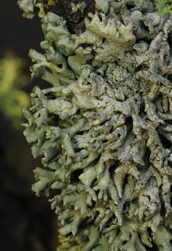 iNaturalist observation photo of Tube Lichens
