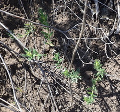 Lithospermum papillosum