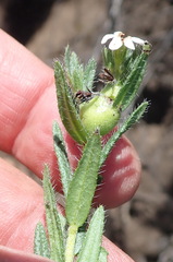 Lithospermum papillosum