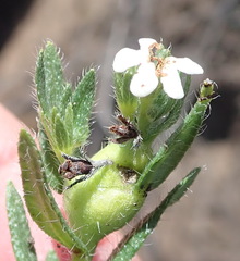 Lithospermum papillosum