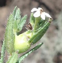 Lithospermum papillosum