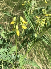 Astragalus penduliflorus