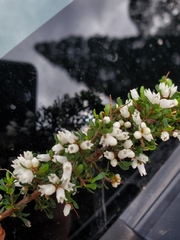 Cryptandra spinescens