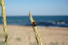 Anisopliina