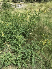 Astragalus penduliflorus