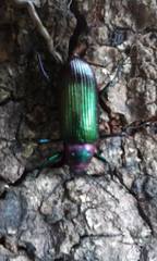 Strongylium auratum