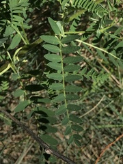 Astragalus penduliflorus