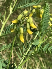 Astragalus penduliflorus