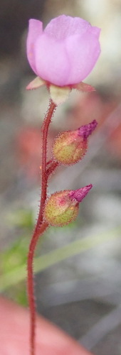 Australian sundew (Drosera aliciae)
