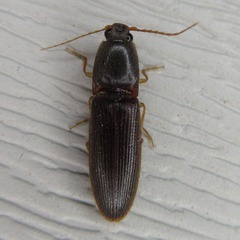Athous cucullatus