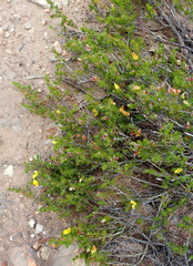 Aspalathus asparagoides