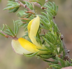 Aspalathus asparagoides
