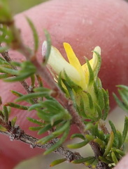 Aspalathus asparagoides