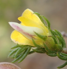 Aspalathus asparagoides