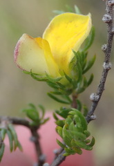 Aspalathus asparagoides