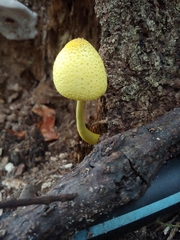 Leucocoprinus birnbaumii image