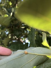 Andricus nigricens