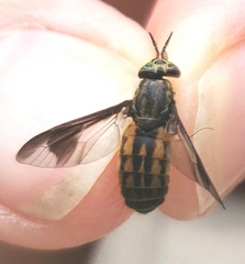 Chrysops striatus