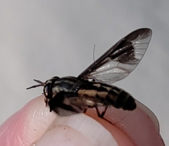 Chrysops striatus