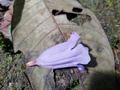 Jacaranda copaia