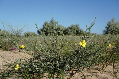 Verbascum pinnatifidum