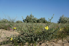 Verbascum pinnatifidum