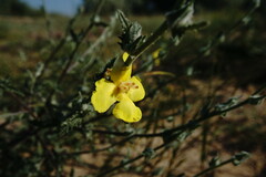 Verbascum pinnatifidum