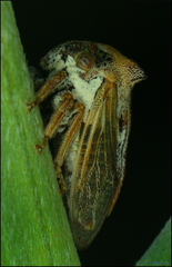 Centrotus chloroticus
