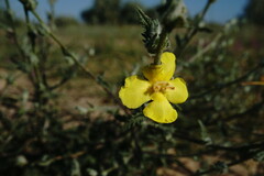 Verbascum pinnatifidum
