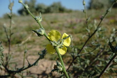 Verbascum pinnatifidum