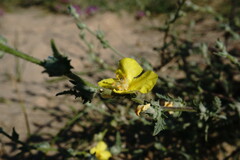 Verbascum pinnatifidum