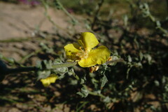 Verbascum pinnatifidum