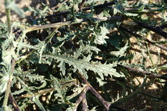 Verbascum pinnatifidum