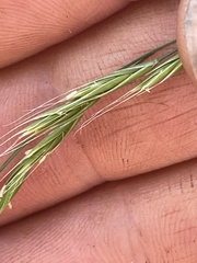 Festuca subulata