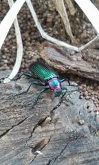 Strongylium auratum