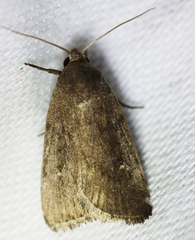 Athetiina