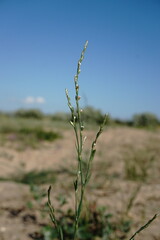 Polygonum patulum