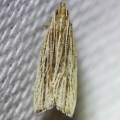 Helcystogramma hystricella