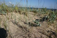 Thinopyrum bessarabicum